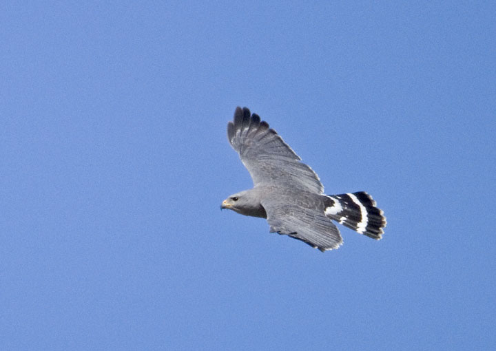 Gray Hawk (Buteo nitidus)