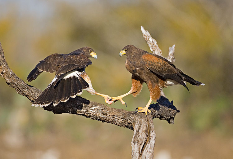 Harris's Hawk (Parabuteo unicinctus)