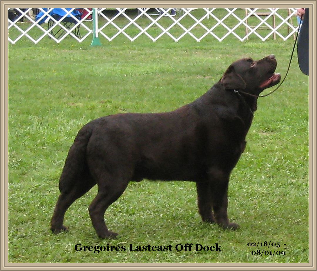 Gregoire's Labrador Retrievers Breeder Indiana Labs