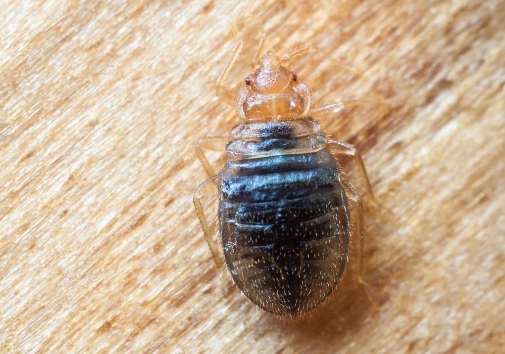 Bed Bugs Lifecycle Understanding Their Behavior to Eradicate Them