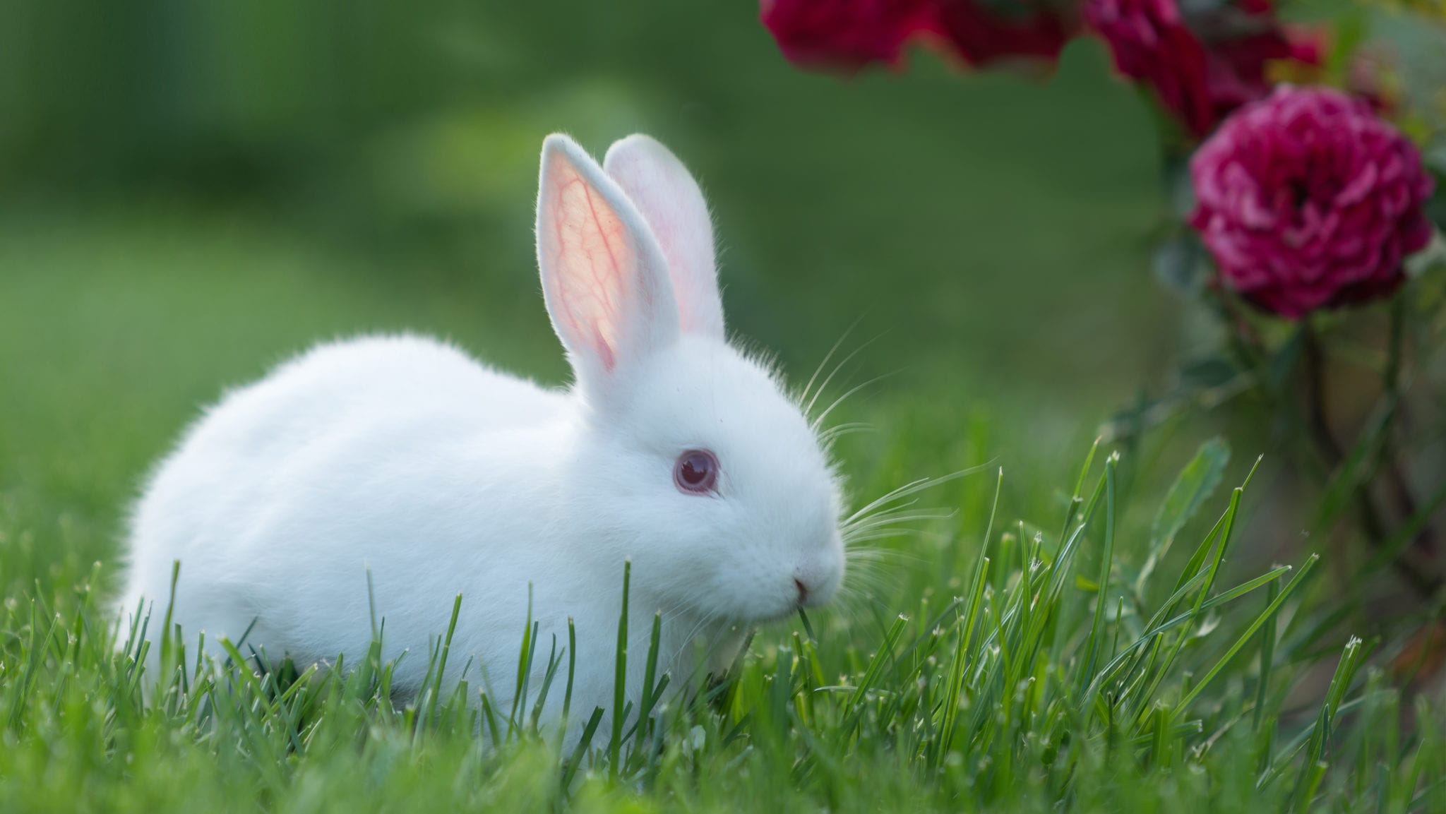 Avian and Exotic Vet in Metairie and New Orleans, LA