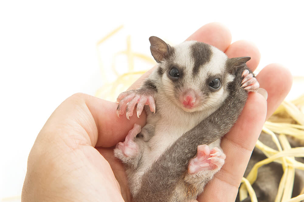 What Should I Add to My Sugar Glider's Cage Avian & Exotic Animal