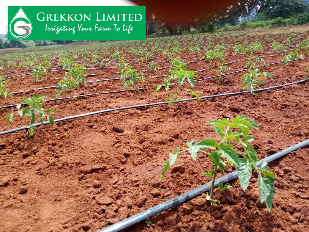 Kitchen Garden Drip Irrigation Kits 0792135259 Grekkon Limited