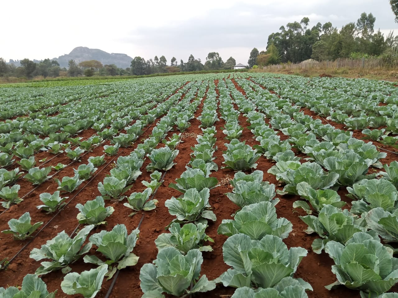 Profitable Cabbage Farming in Kenya Grekkon Limited
