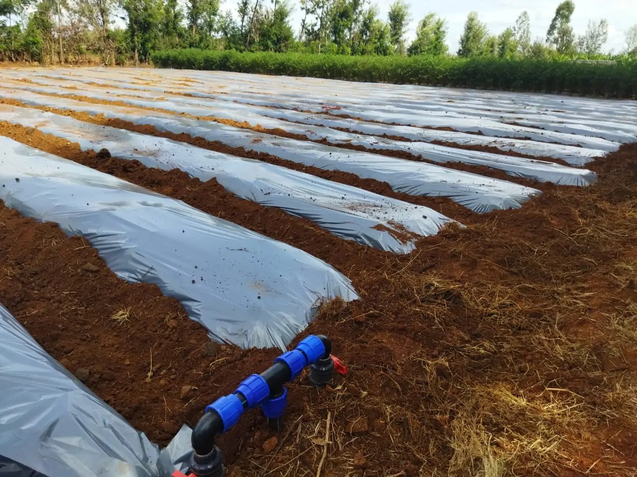 Plastic mulch in Kenya by Grekkon Limited. Call +254 715 157 132