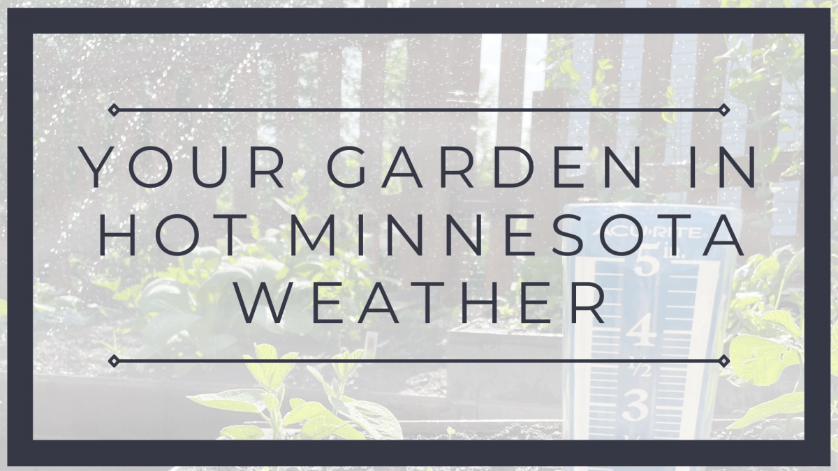 Minnesota Gardening Calendar 2024 Your Garden in Hot Minnesota Weather Grepoli