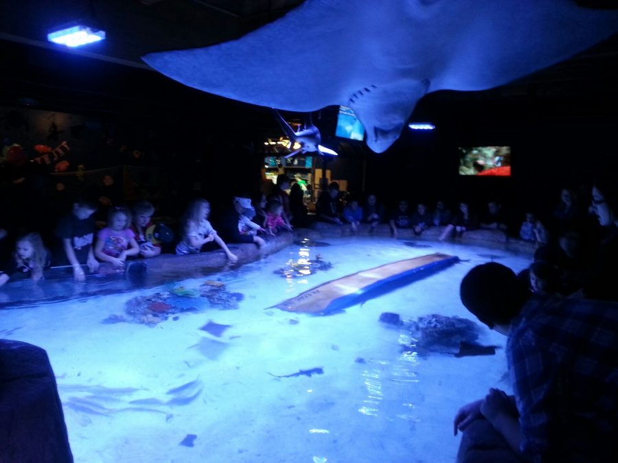 Portland’s firstever aquarium opens to public The Argus