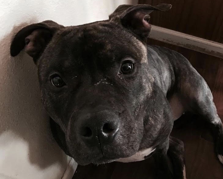 What Is The Most Hated Dog Breed