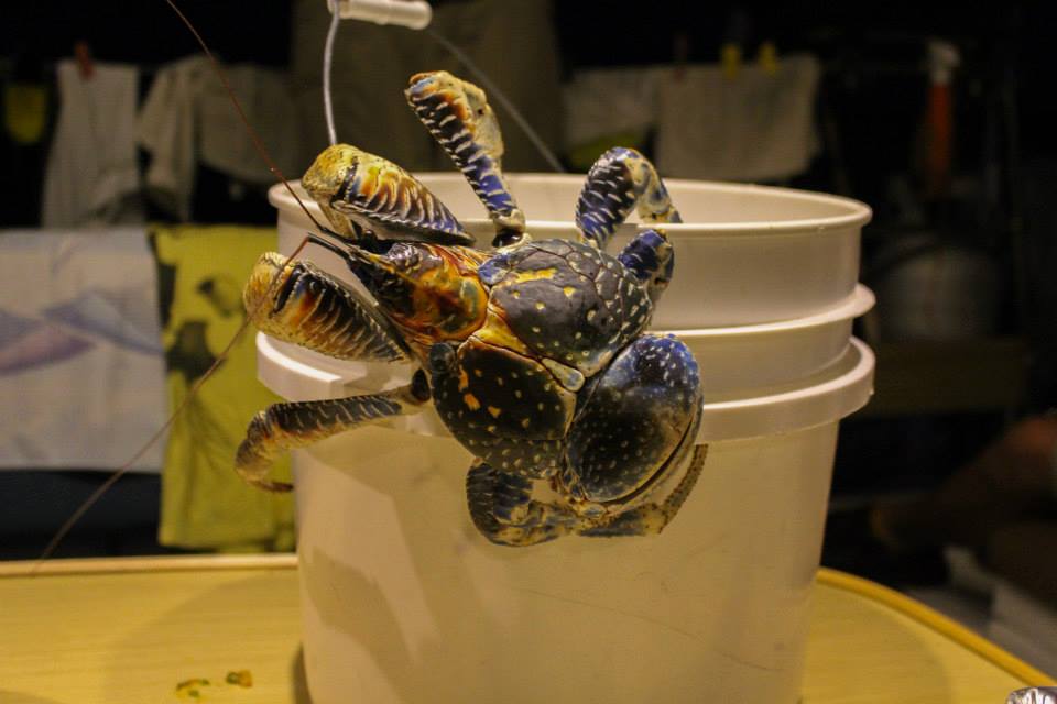 Coconut Crab Hunting Gresham Family Exodus