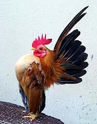 sejarah ayam serama « Robbaanii1996