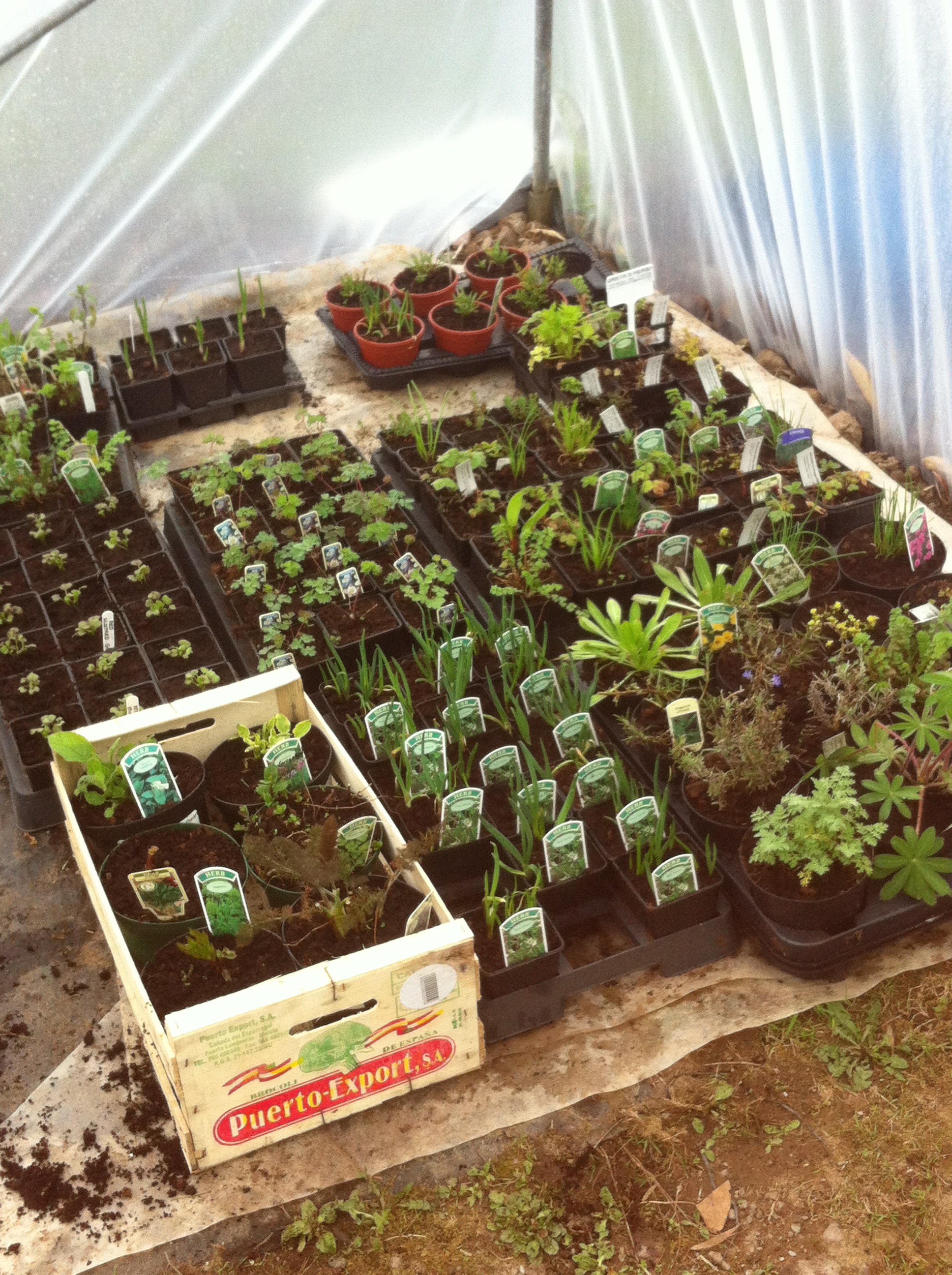 Herbs Herb growing Ireland How to grow herbs Herb growing