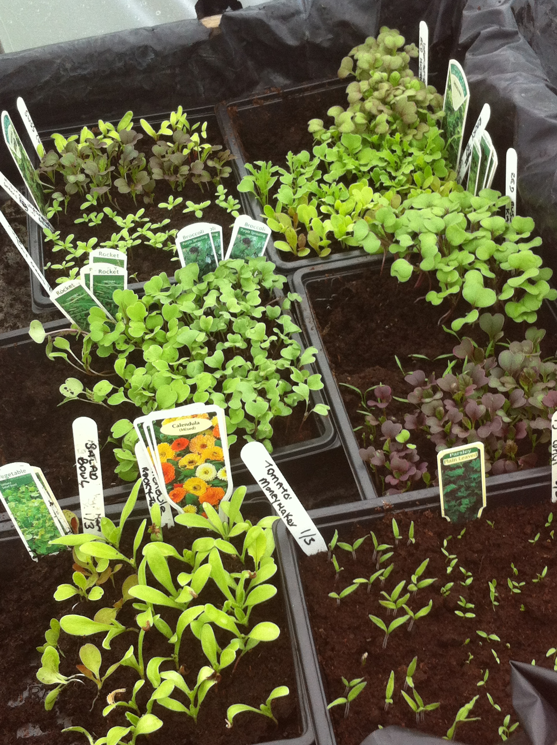 Seedlings (2) Herb growing Ireland How to grow herbs Herb growing