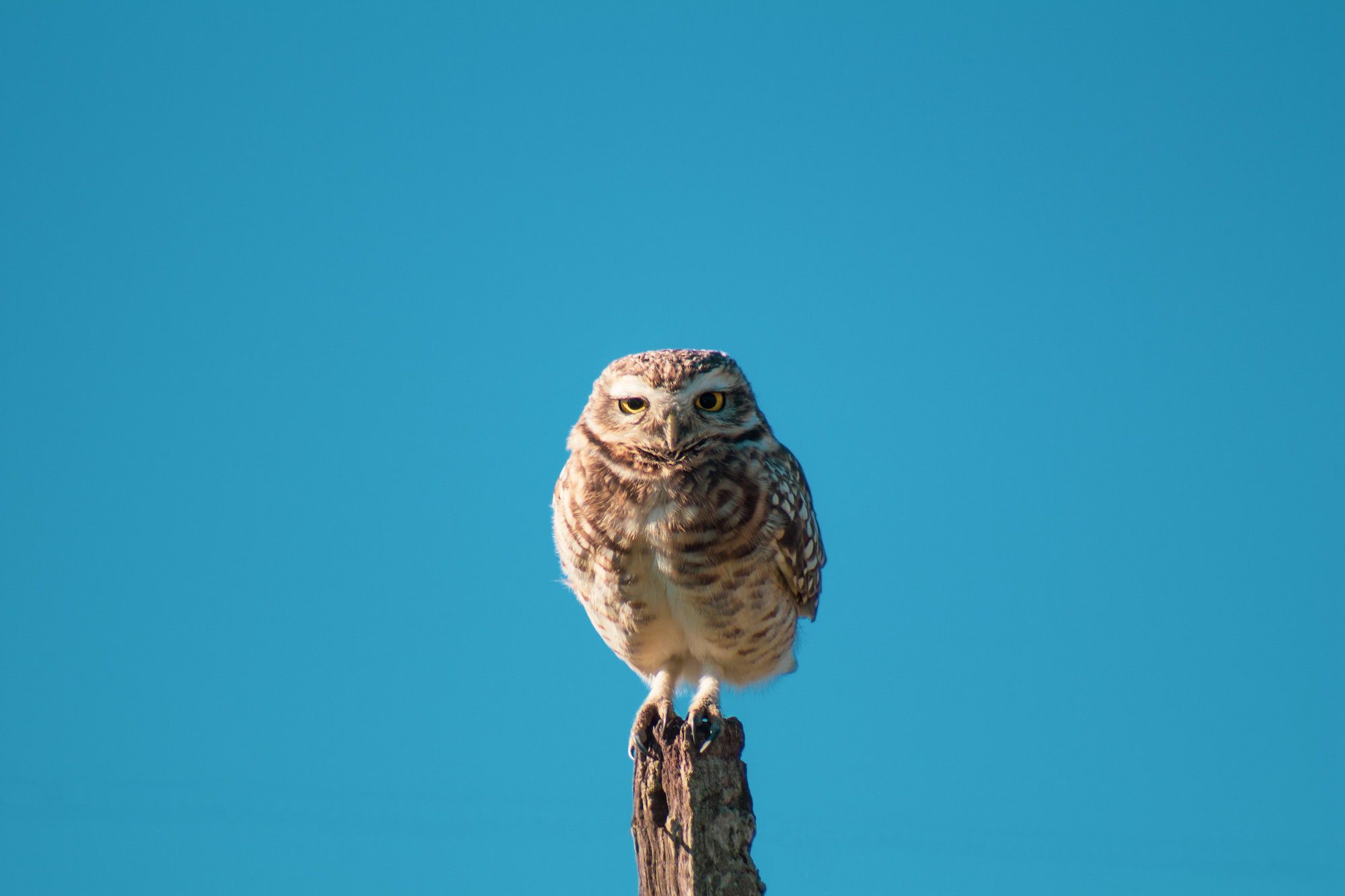 Are You A Lark Or An Owl? Weigh In Gretchen Rubin