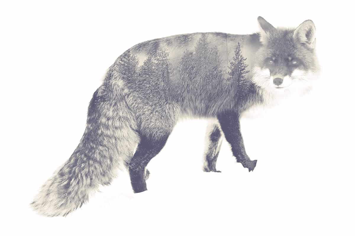 The Five Essential Privacy Extensions For Firefox GreyCoder