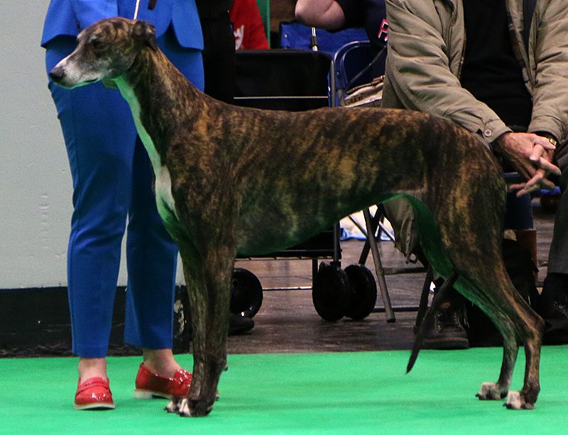 Greyhound The Breed Archive