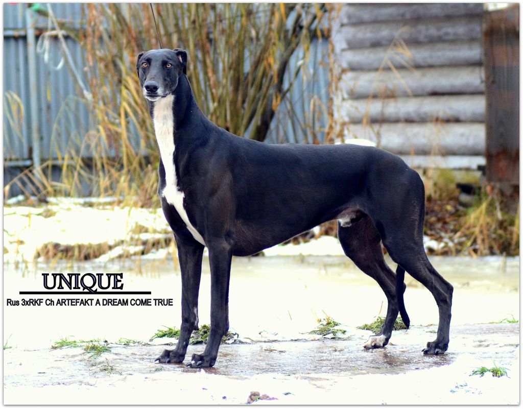 Greyhound The Breed Archive
