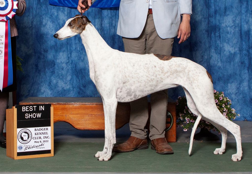 Greyhound The Breed Archive