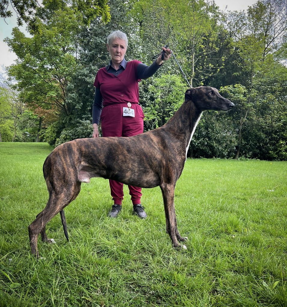 Greyhound The Breed Archive