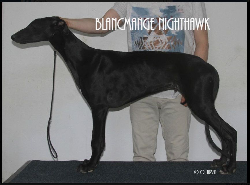 Greyhound The Breed Archive