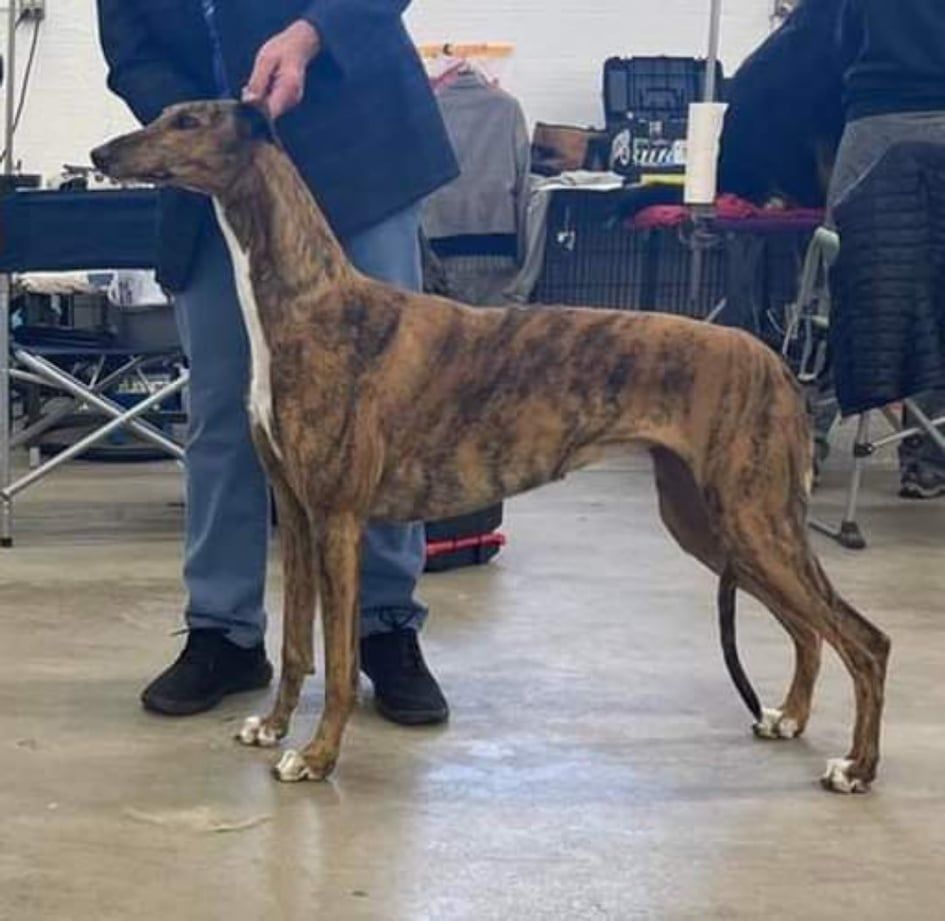 Greyhound The Breed Archive