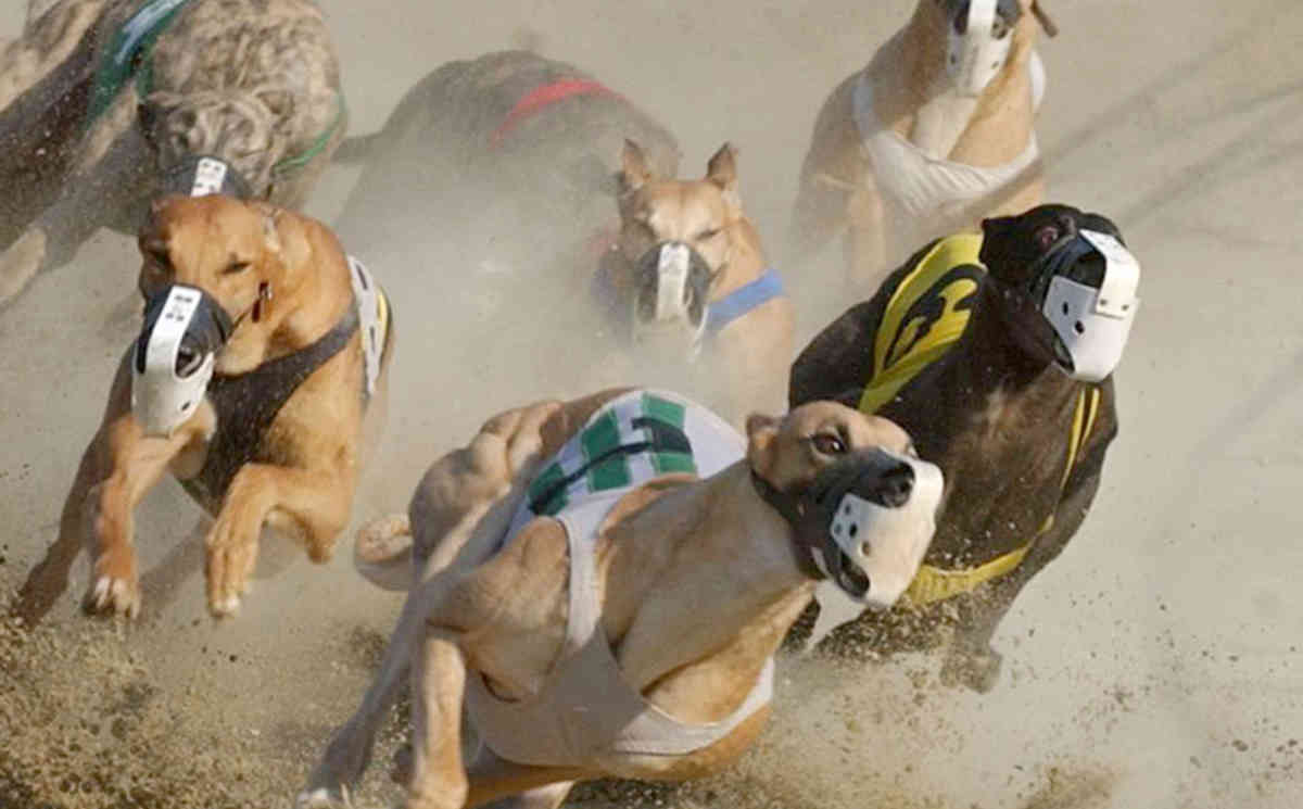 List of Companies that sponsored greyhound racing in Western Australia
