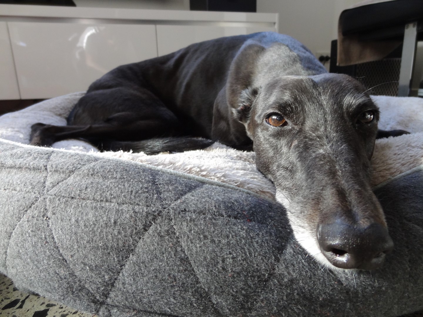 Does The Rampur Greyhound Attack Humans