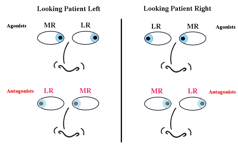 Extraocular Muscles and Movements