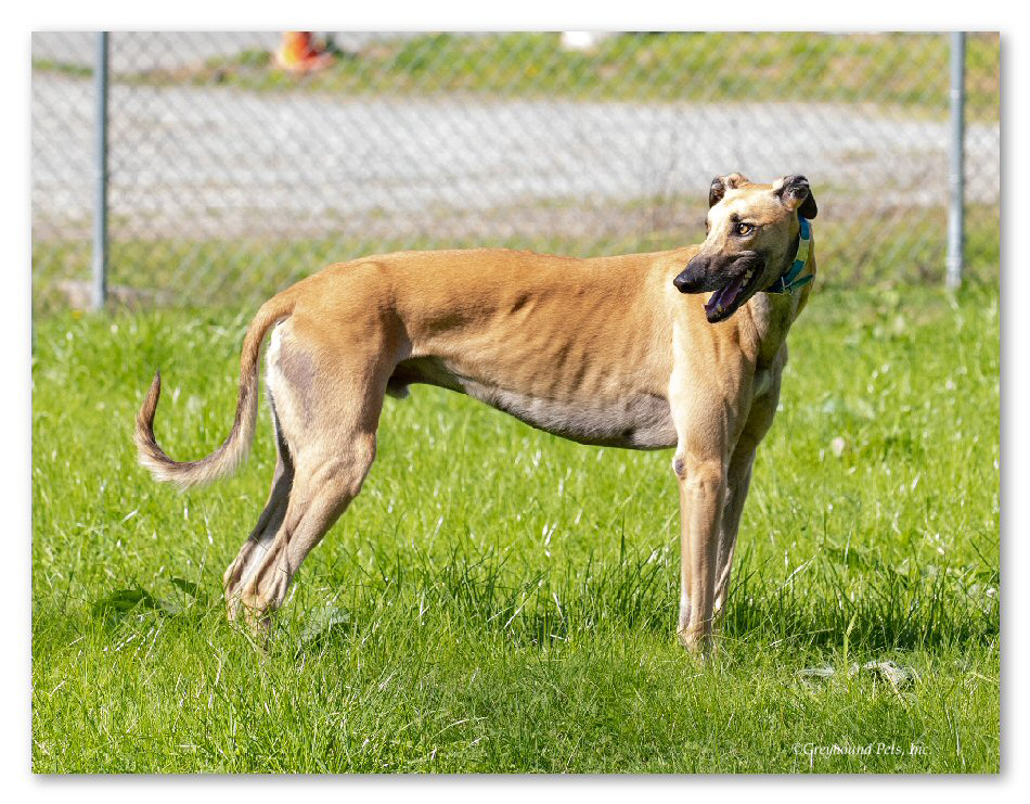 Are Greyhounds Trainable