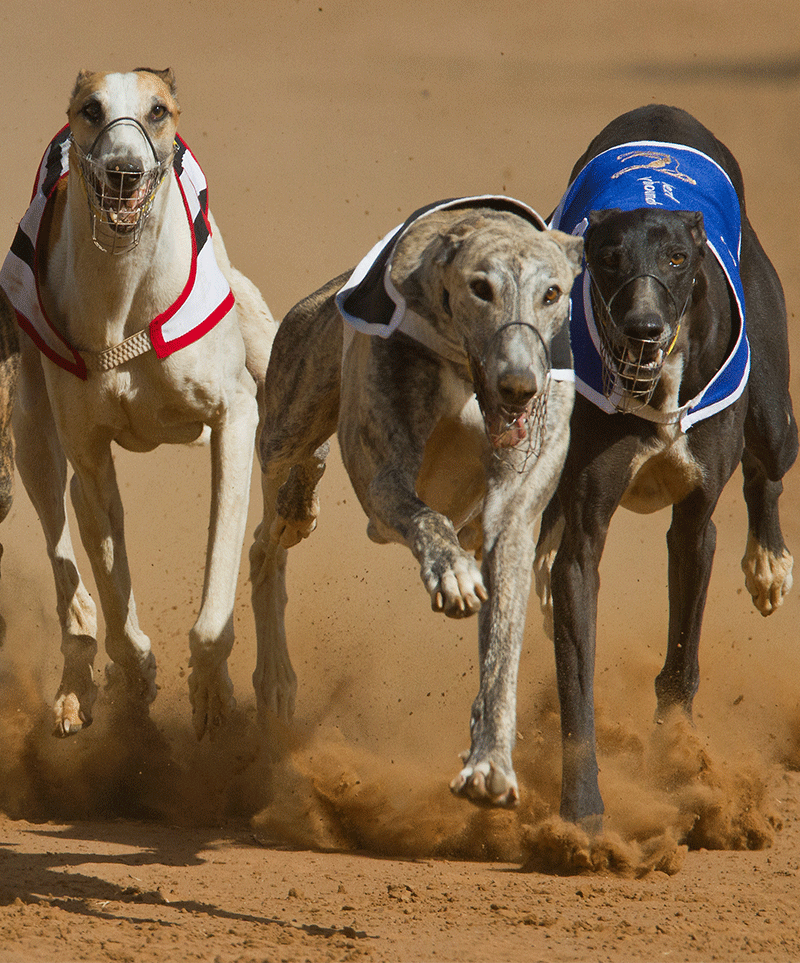 GreyhoundRacingAbout Greyhound Racing Times