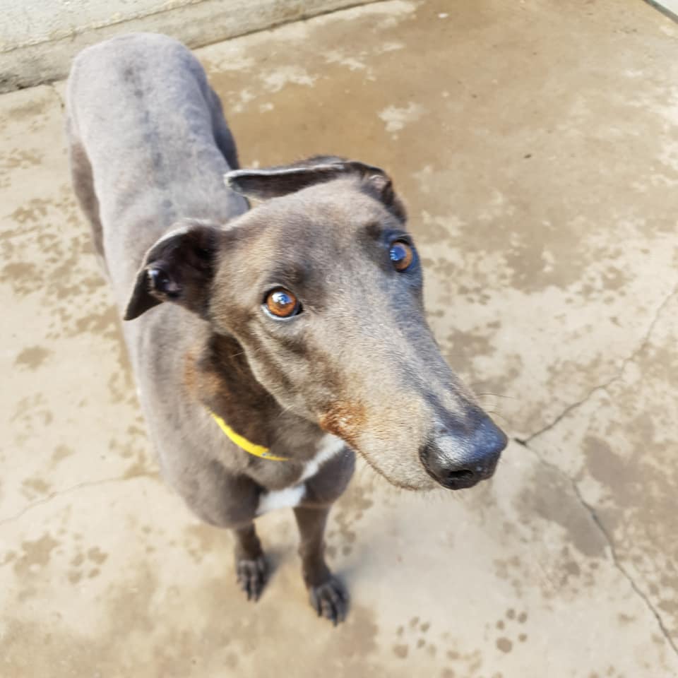 Hawk • Greyhound Rescue