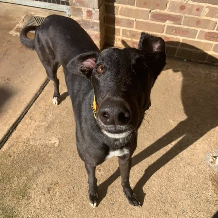 Texas • Greyhound Rescue