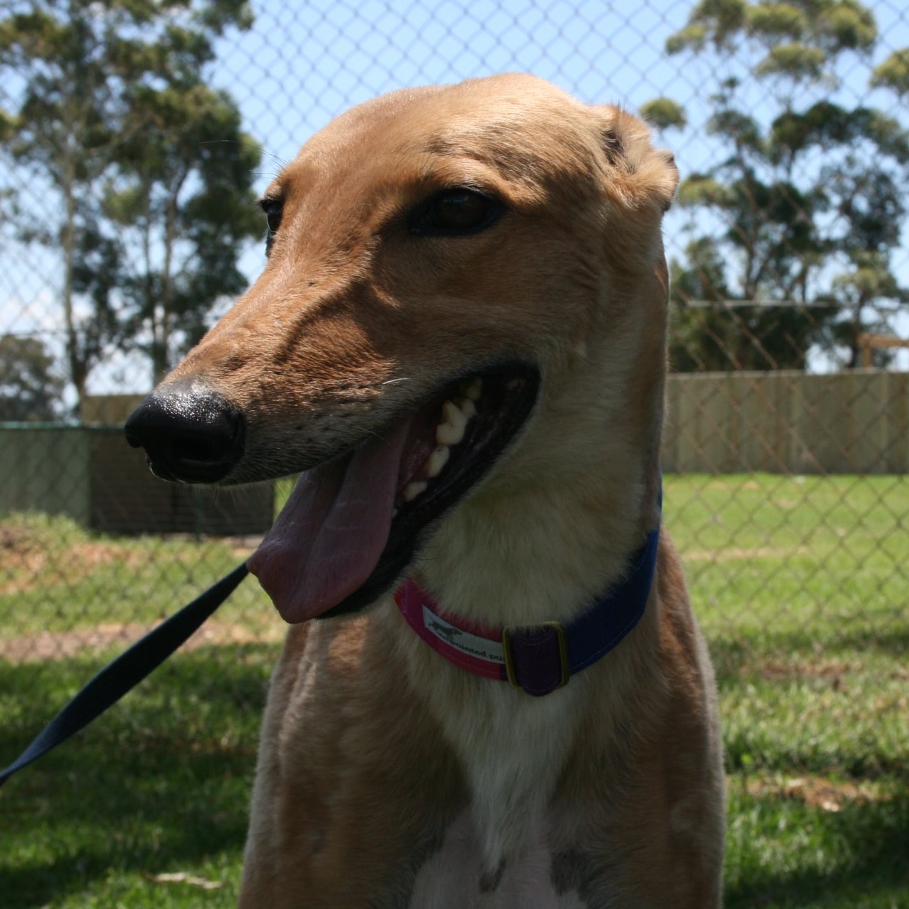 Indiana • Greyhound Rescue