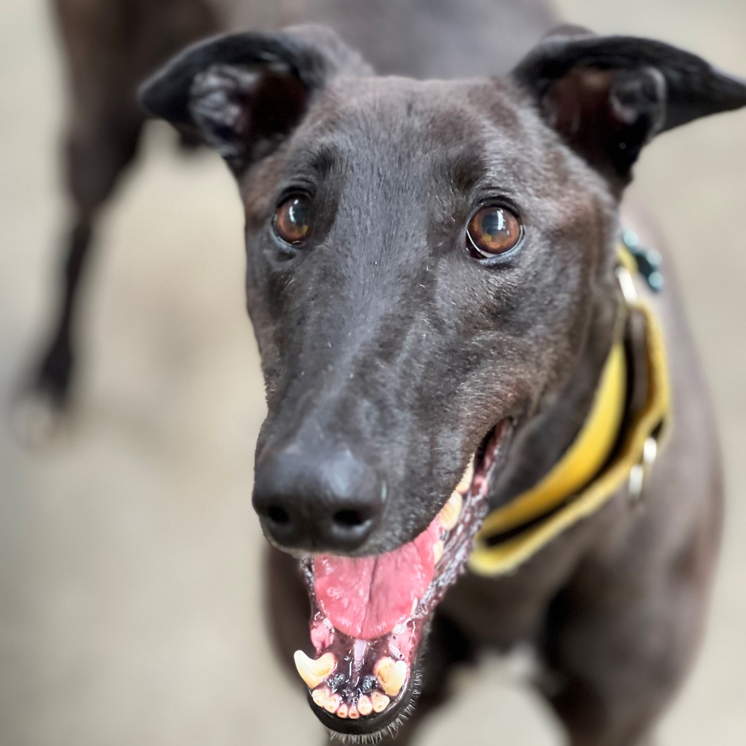 Rooster • Greyhound Rescue