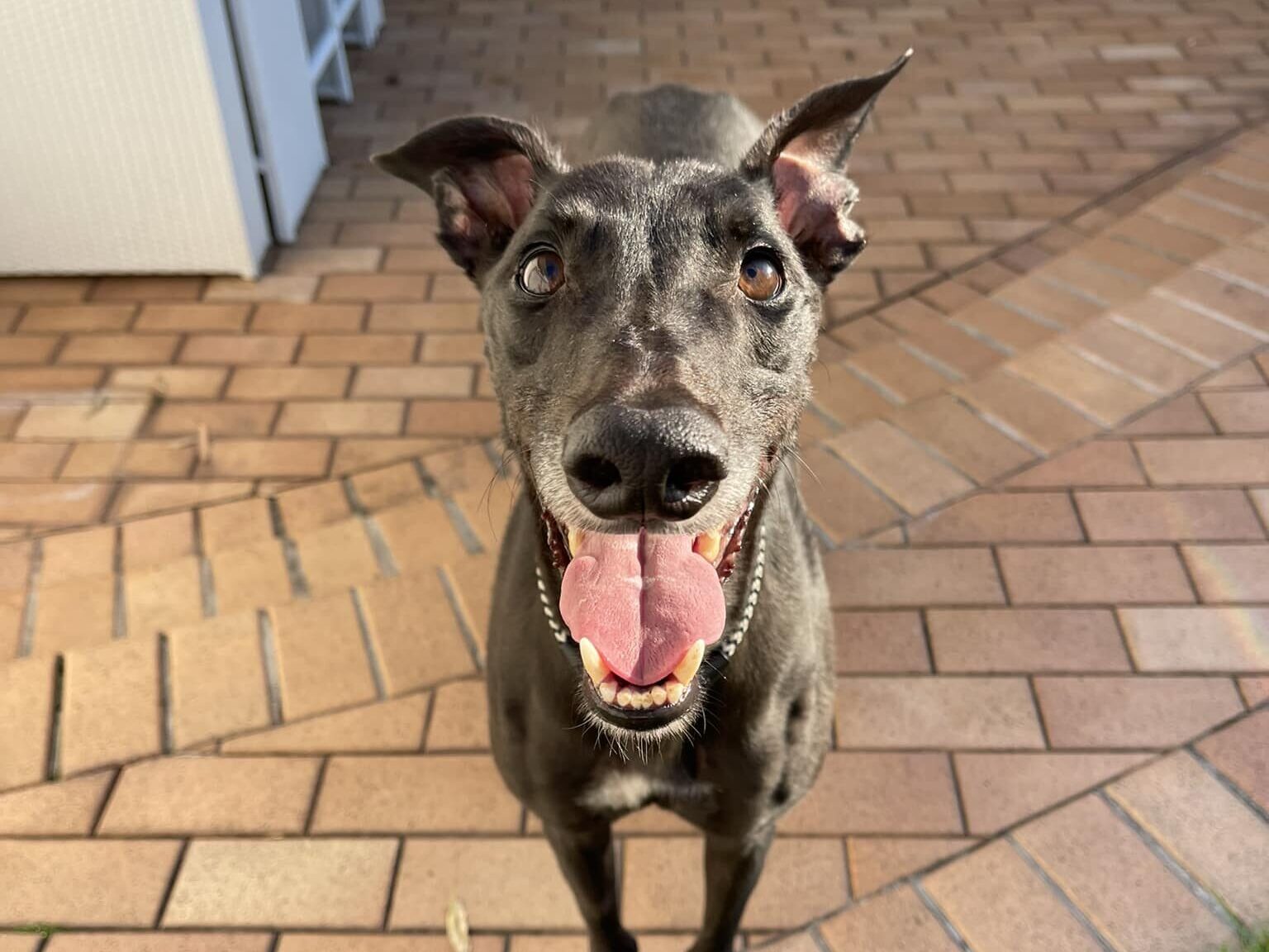 How to Fill Your Greyhound’s Emotional Cup • Greyhound Rescue