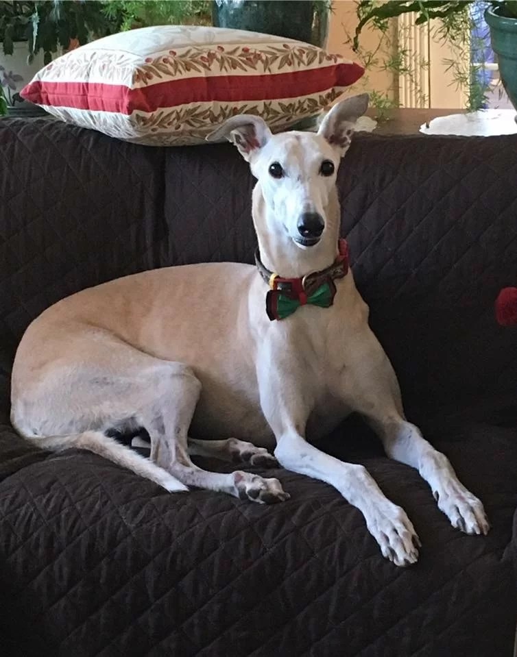 image1 » Greyhound Rescue and Rehab