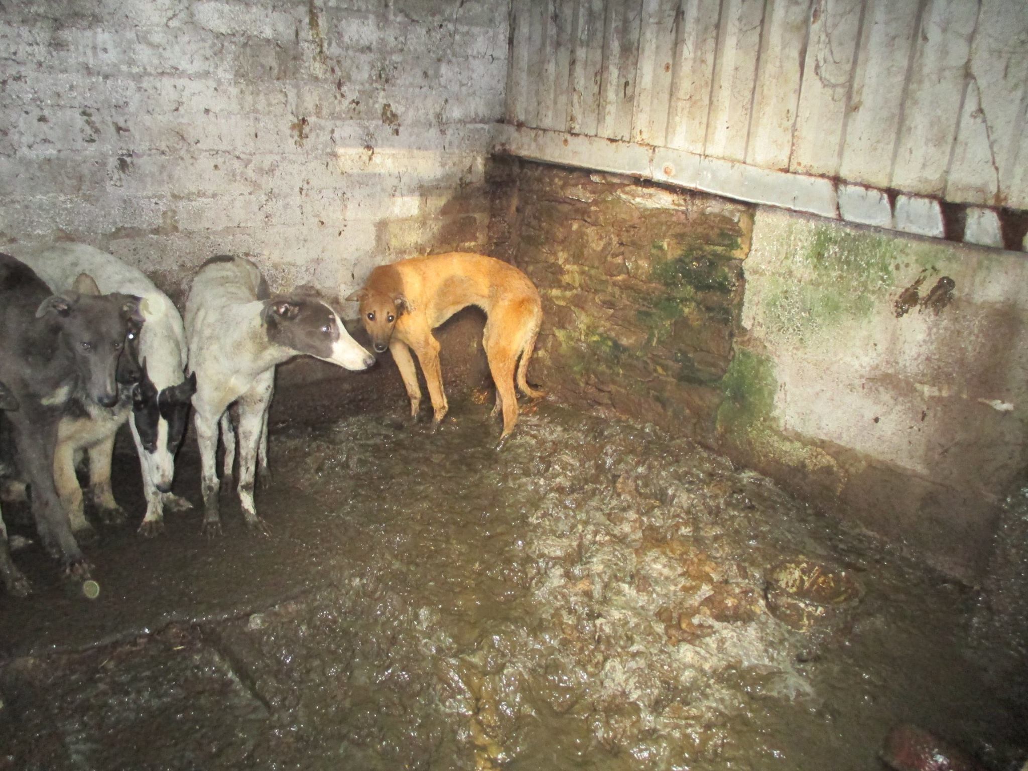 ISPCA rescues dogs forced to live in 'horrific' conditions