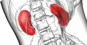 Services Renal & Hypertension Care