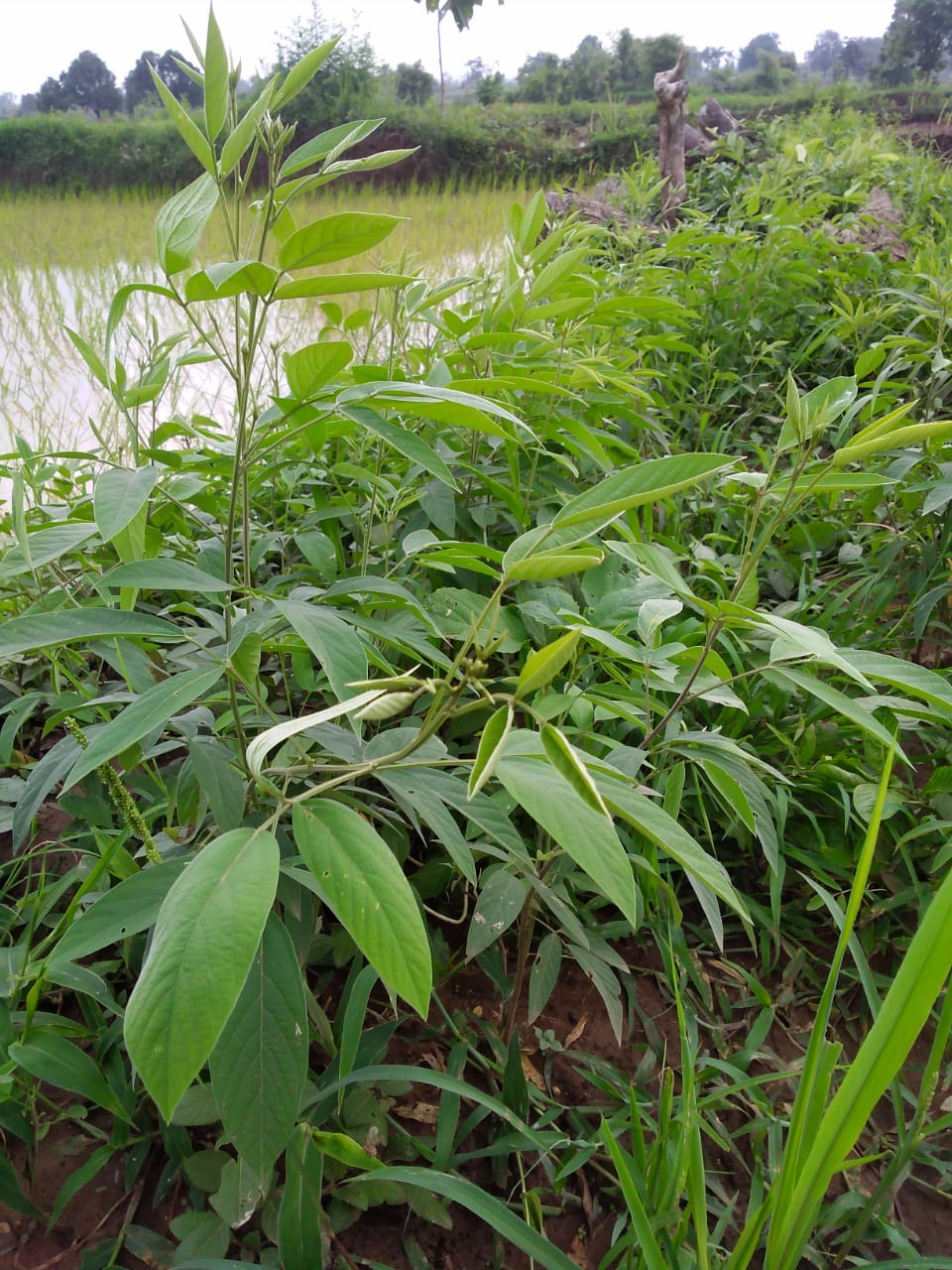 Grassroots Innovation Database [GRID] Green worms in pigeon pea crop