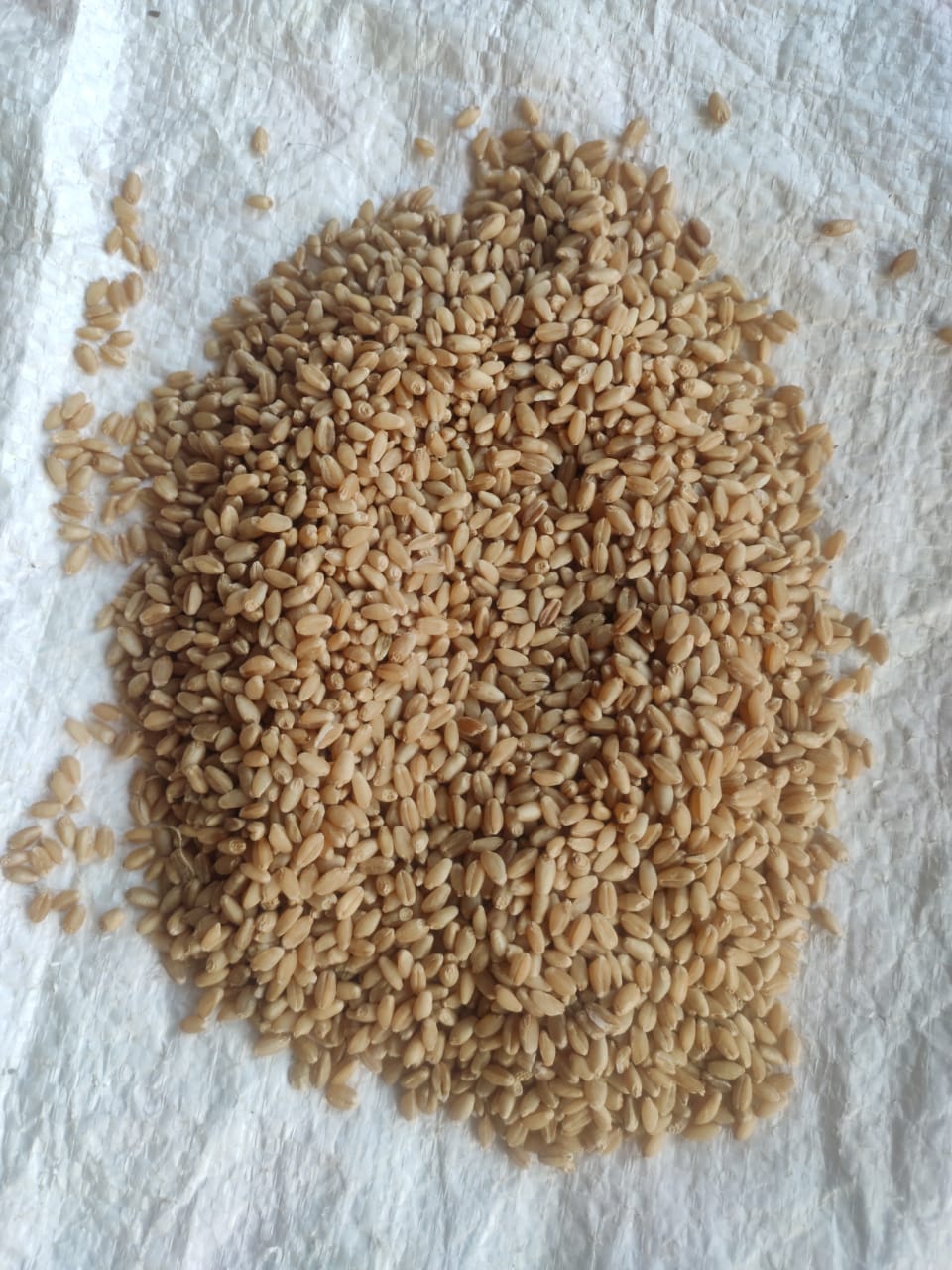 Grassroots Innovation Database [GRID] Storage of wheat