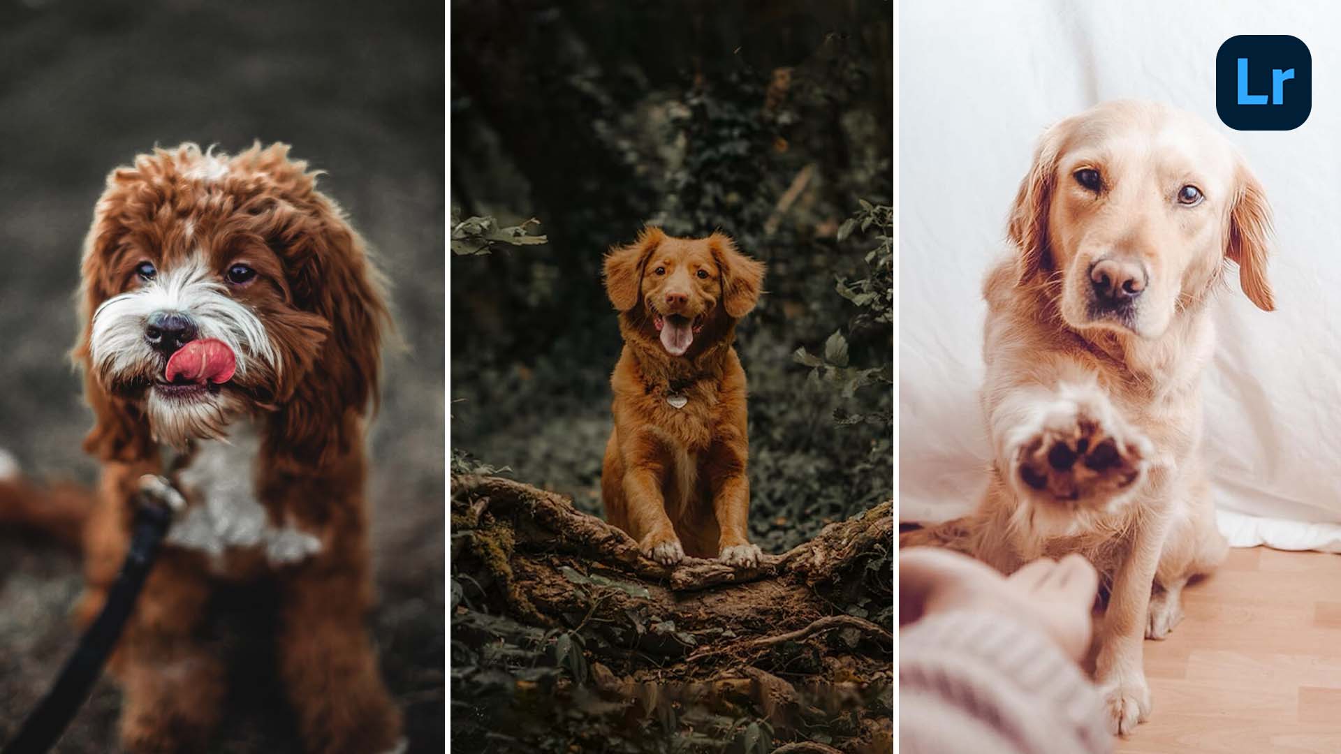 13 Pet & Dog Lightroom Presets (Free & Paid) Gridfiti
