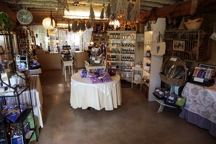 Pennsylvania’s lavender farms provide natural stress relief in troubled