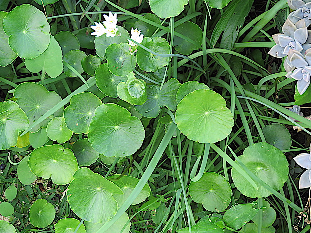 Creeping Charlie and Chinese Garlic Chives lifelessons a blog by