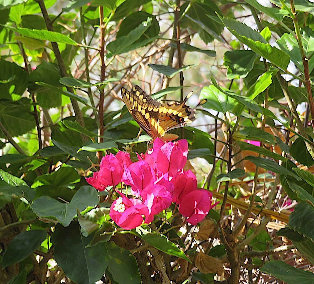 Butterfly on Bougainvillea lifelessons a blog by Judy DykstraBrown