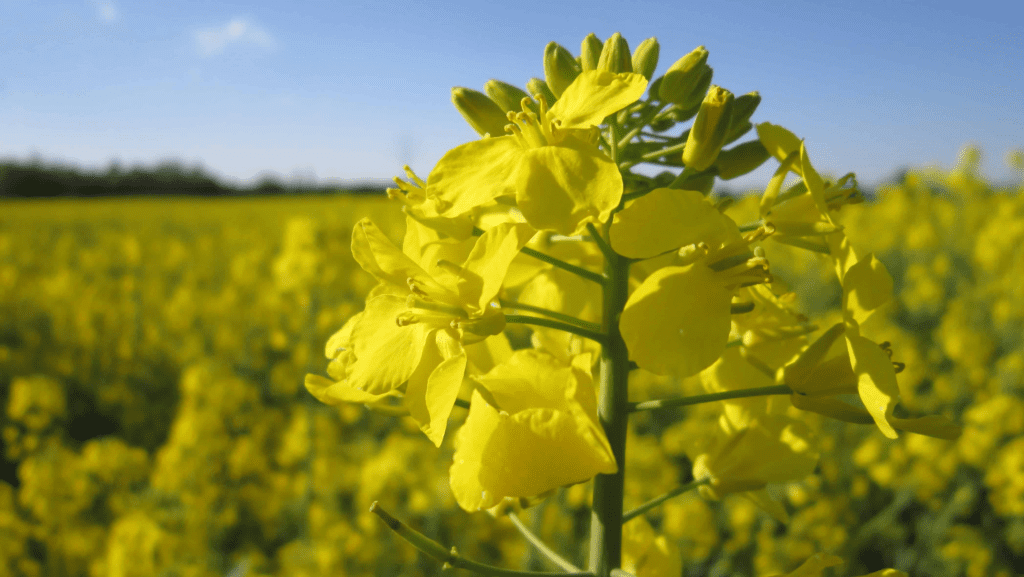 10 Best Oil For Blackstone Griddle (SMOKE POINT, FLAVOR, HEALTH BENEFIT