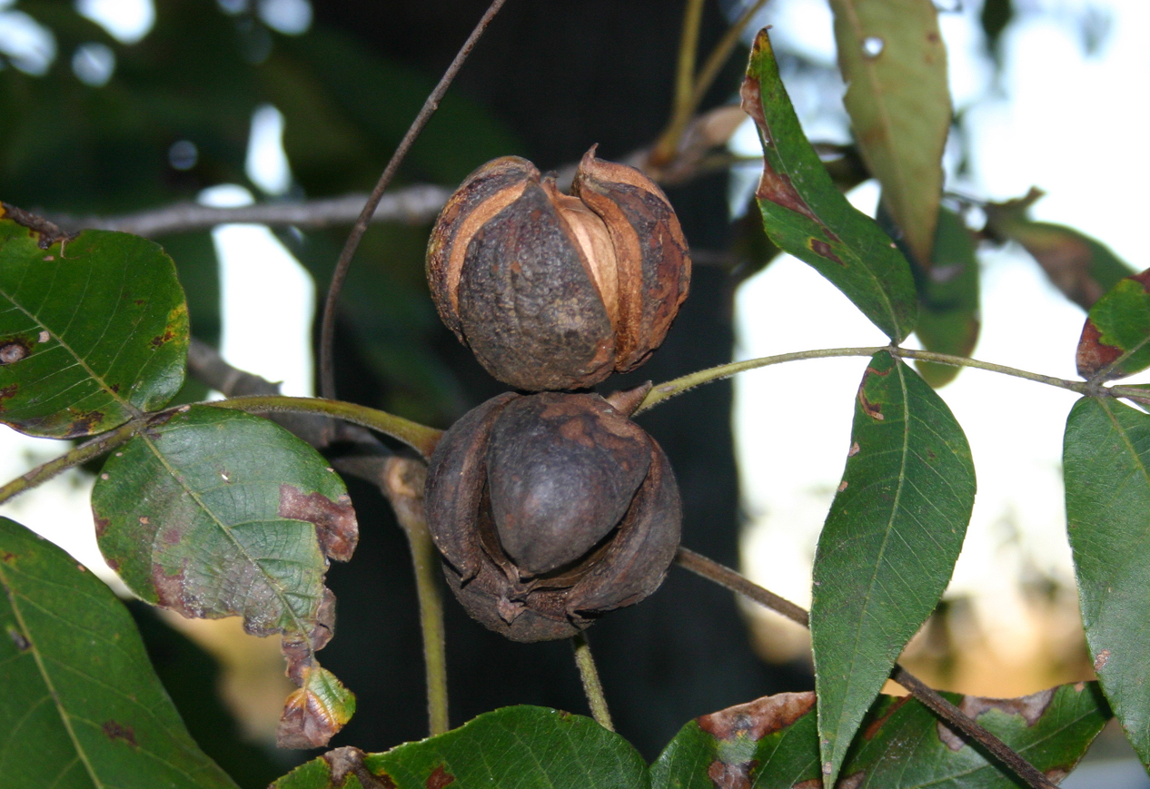 Southern Smoke Hickory Griller’s Gold