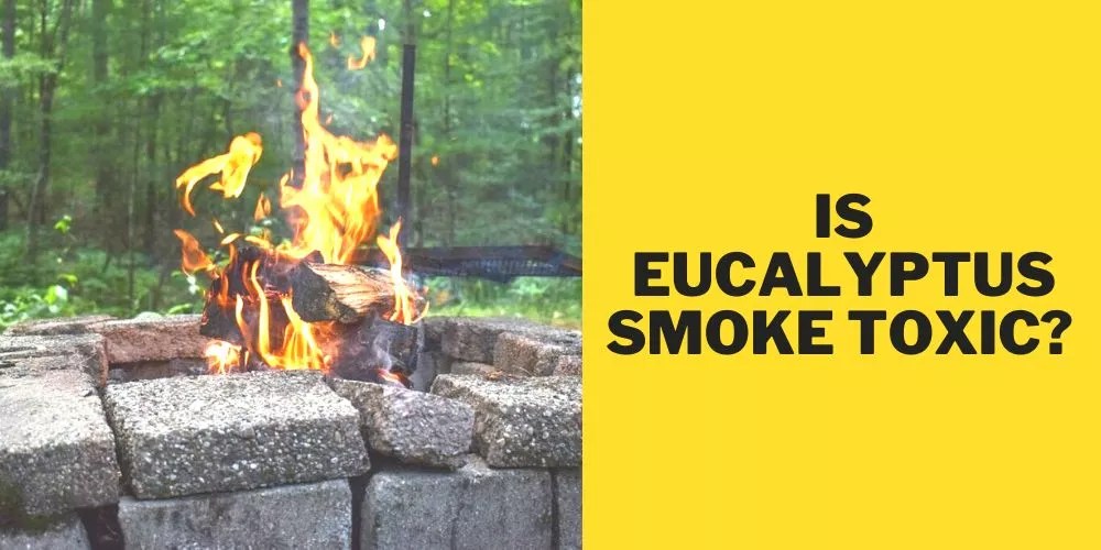Is Eucalyptus Smoke Toxic? (Best Answer!)
