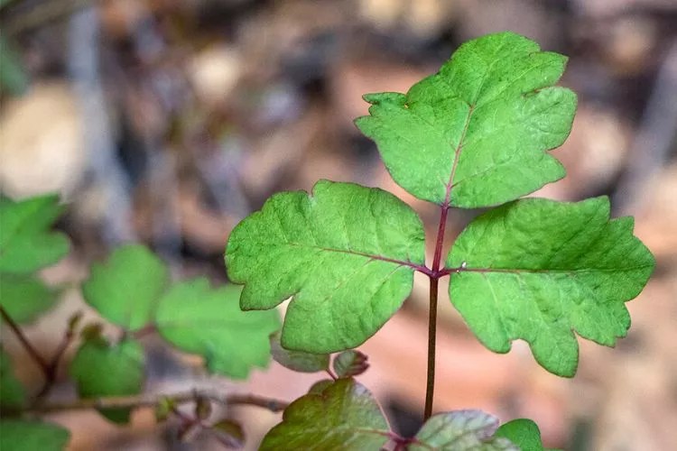 Is Eucalyptus Smoke Toxic? (Best Answer!)