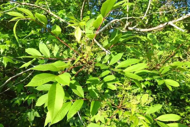 Is Eucalyptus Smoke Toxic? (Best Answer!)