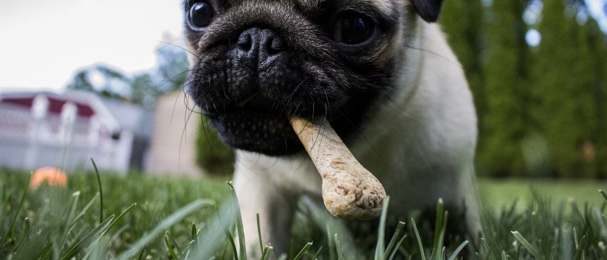 Best Meat Grinder For Bones Ultimate Guide and Reviews