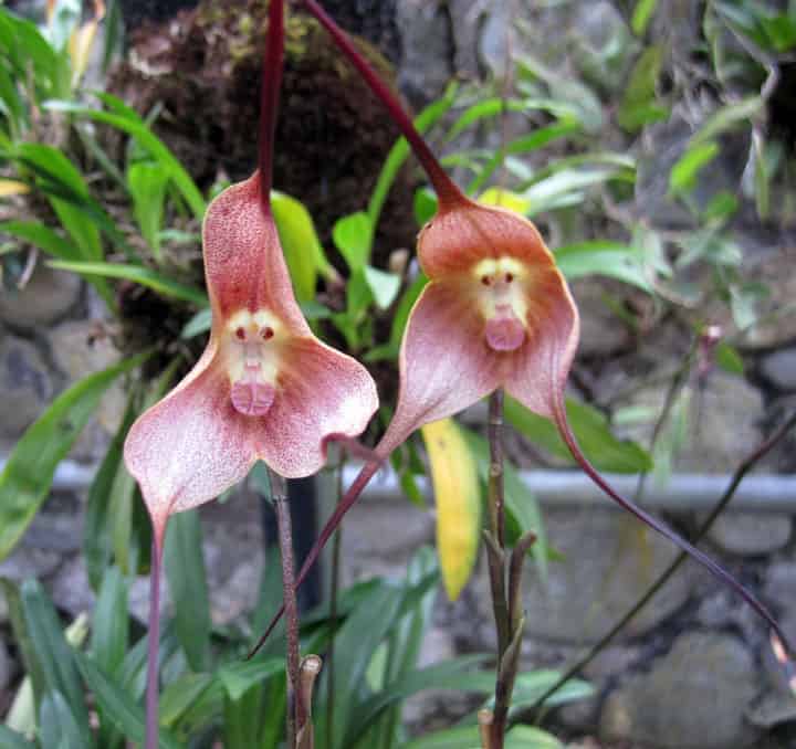 The MonkeyFaced Orchid of Ecuador GringosAbroad